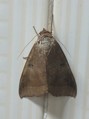Thyas coronata