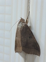 Thyas coronata