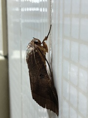 Thyas coronata