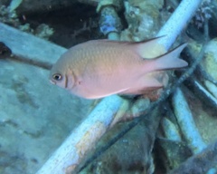 Amblyglyphidodon indicus