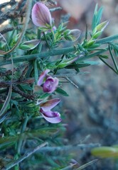 Polygala wittebergensis