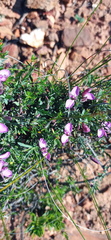 Polygala wittebergensis