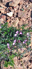 Polygala wittebergensis