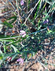 Polygala wittebergensis