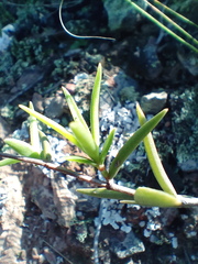 Crassula subulata subulata