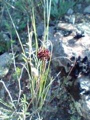 Crassula subulata subulata