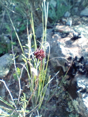 Crassula subulata subulata