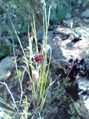 Crassula subulata subulata