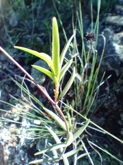 Crassula subulata subulata