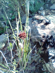 Crassula subulata subulata