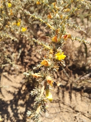 Aspalathus acanthophylla