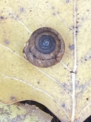 Triodopsis hopetonensis
