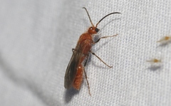 Sphaeropthalma unicolor