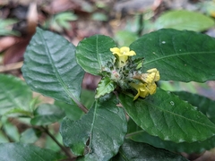 Strobilanthes andamanensis