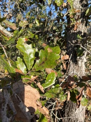 Quercus margaretiae