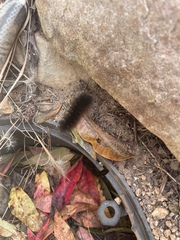 Hypercompe scribonia