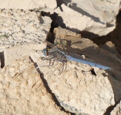 Orthetrum chrysostigma