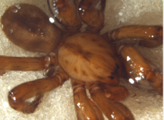 Gradungula sorenseni