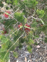 Melaleuca quadrifida