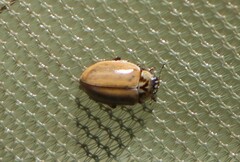 Aphidecta obliterata