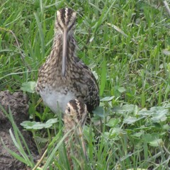 Gallinago
