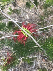 Melaleuca quadrifida