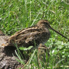 Gallinago