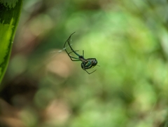 Leucauge volupis