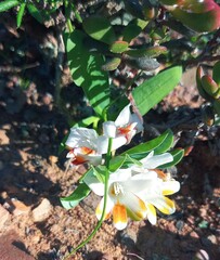 Freesia caryophyllacea