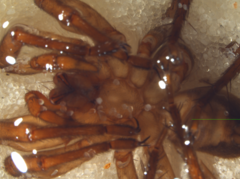 Gradungula sorenseni