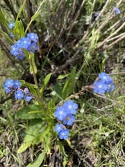 Myosotis semiamplexicaulis