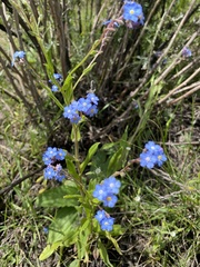 Myosotis semiamplexicaulis