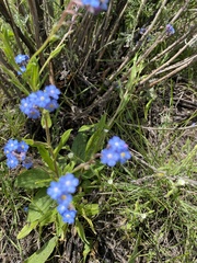 Myosotis semiamplexicaulis