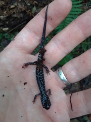 Plethodon glutinosus