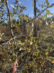 Quercus incana