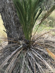 Macrozamia