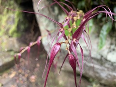 Pleurothallis phalangifera