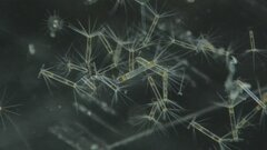 Corethron