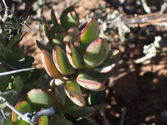 Crassula ovata