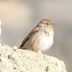 Passer hispaniolensis