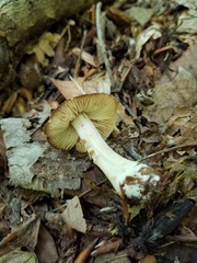 Marasmius nigrodiscus
