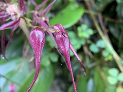 Pleurothallis phalangifera