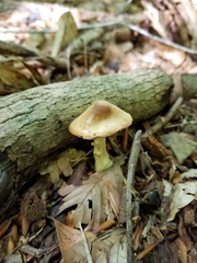 Marasmius nigrodiscus
