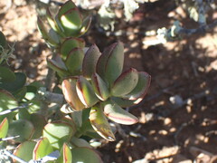Crassula ovata