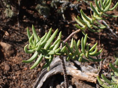 Crassula tetragona