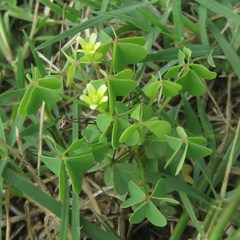 Oxalis