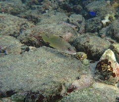 Lutjanus argentiventris