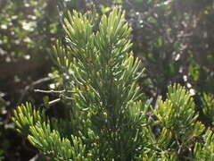 Asparagus crassicladus