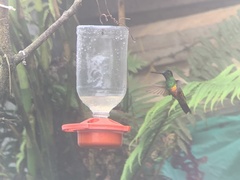 Coeligena bonapartei