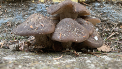 Armillaria novae-zelandiae